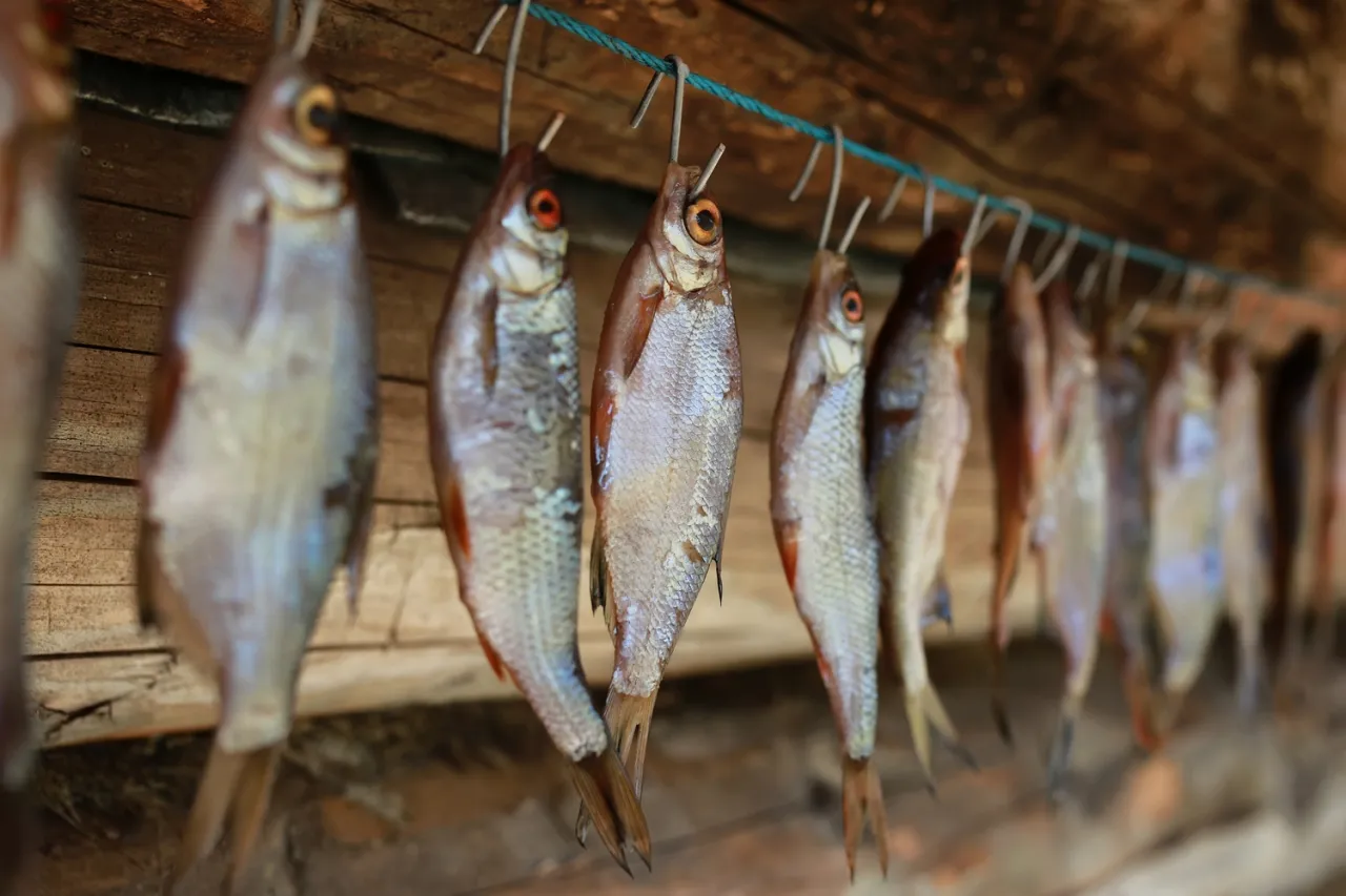 Świeży pstrąg do wędzenia i jego czyszczenie