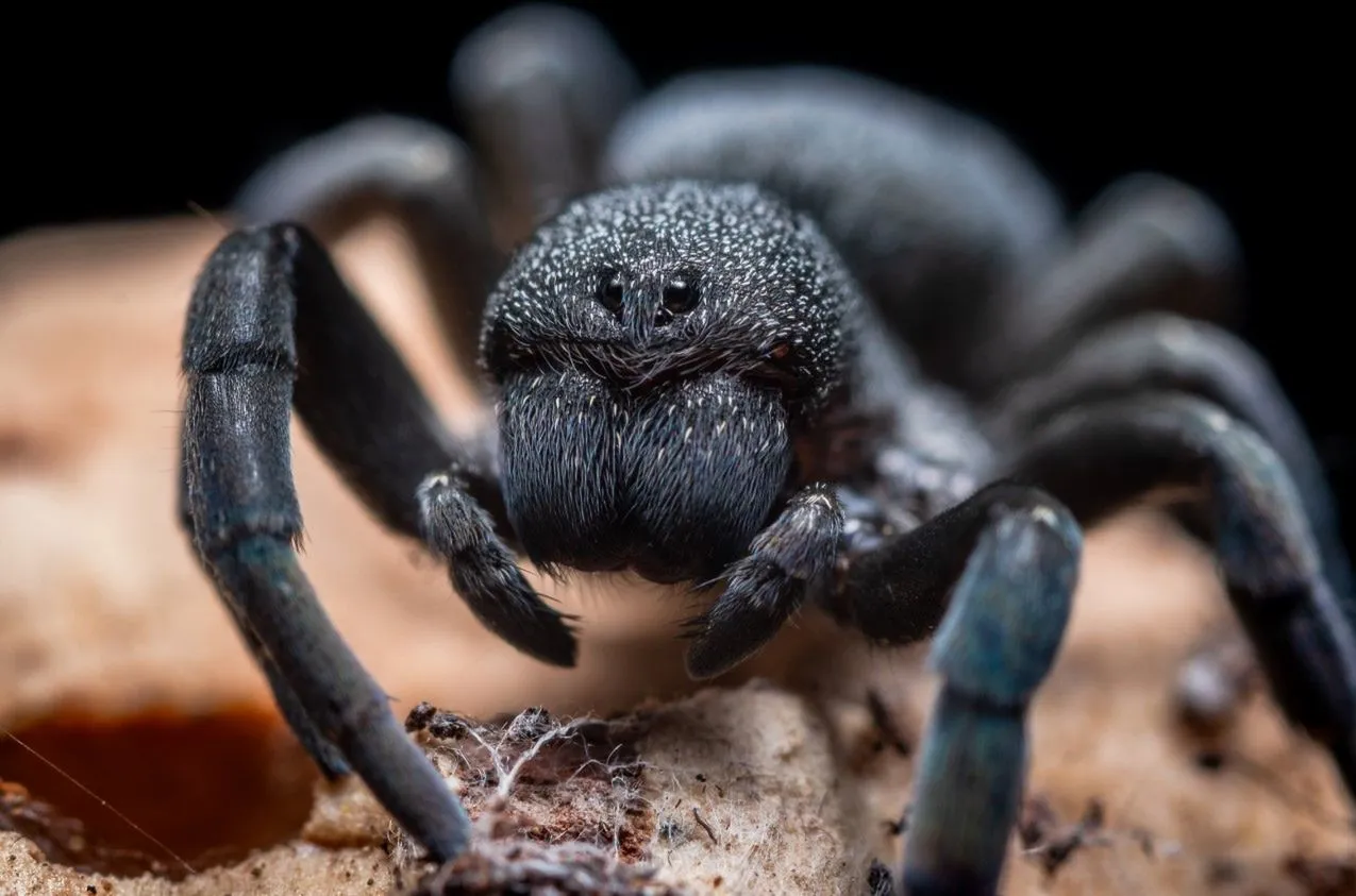 różne rodzaje fobii ilustracje, lęk przed pająkami, lęk wysokości, lęk społeczny