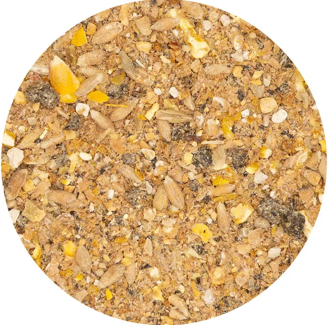 Zdjęcie Jakie zboże dla gęsi zapewni im zdrowie i dobrą kondycję?