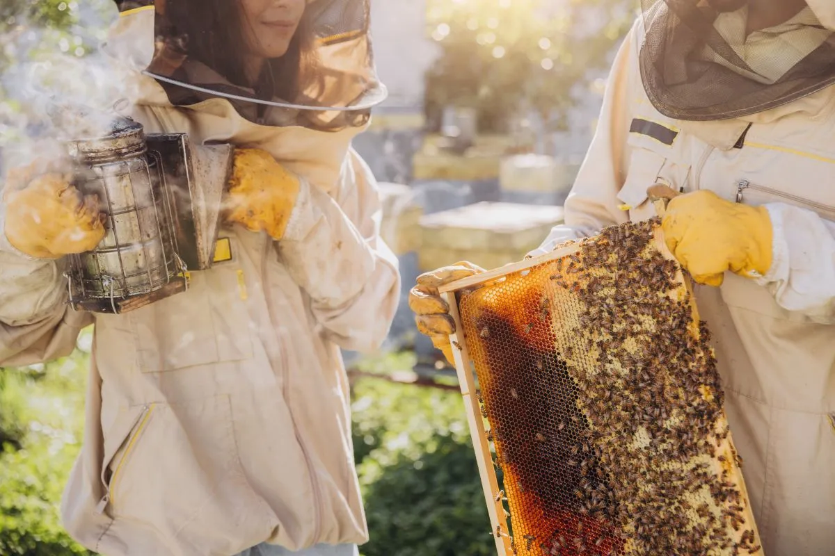 Pszczelarze w strojach ochronnych pracują przy ulu. Jeden trzyma podkurzacz, drugi ramkę z pszczołami. Dowiedz się, jak założyć pasiekę i uzyskać dofinansowanie.