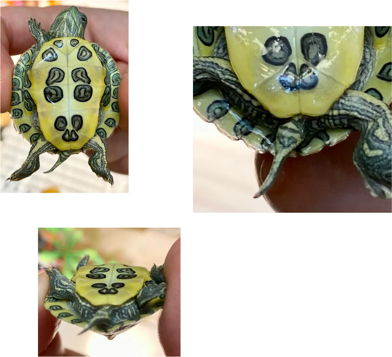 plastron żółwia samiec samica porównanie