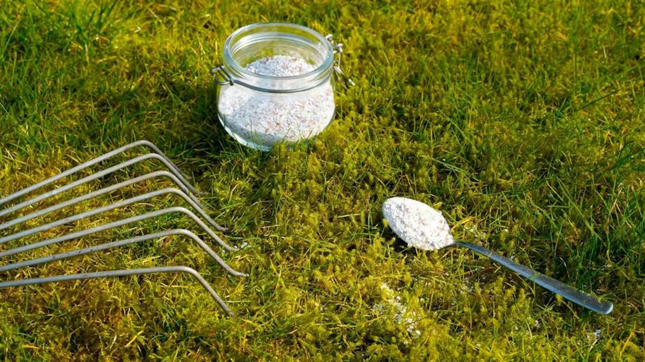Łyżka z wapnem na trawniku, obok słoiczek i grabki. Zastanawiasz się, ile wapna na trawnik?