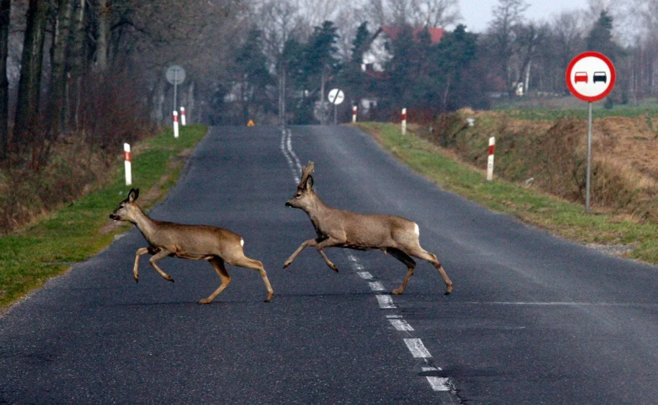 Dwa sarny przebiegają przez drogę. Czy myśliwy może dostrzelić ranne w kolizji zwierzę? Znak drogowy ostrzega przed zwierzętami.