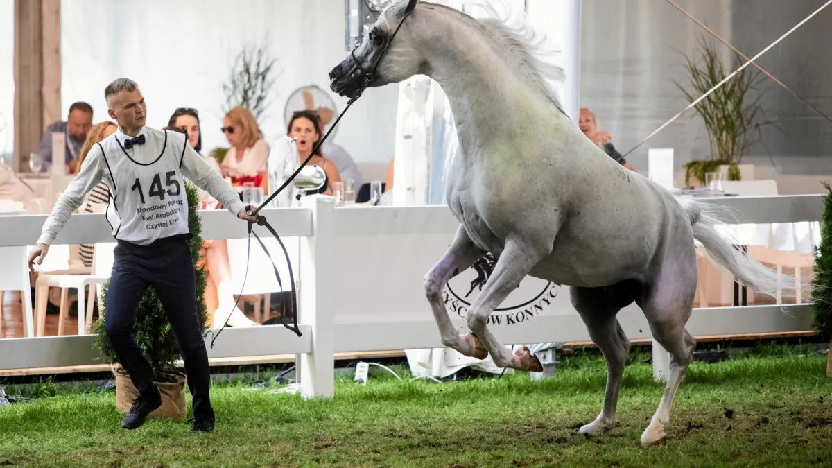 Stadnina Koni Jan&oacute;w Podlaski konie arabskie