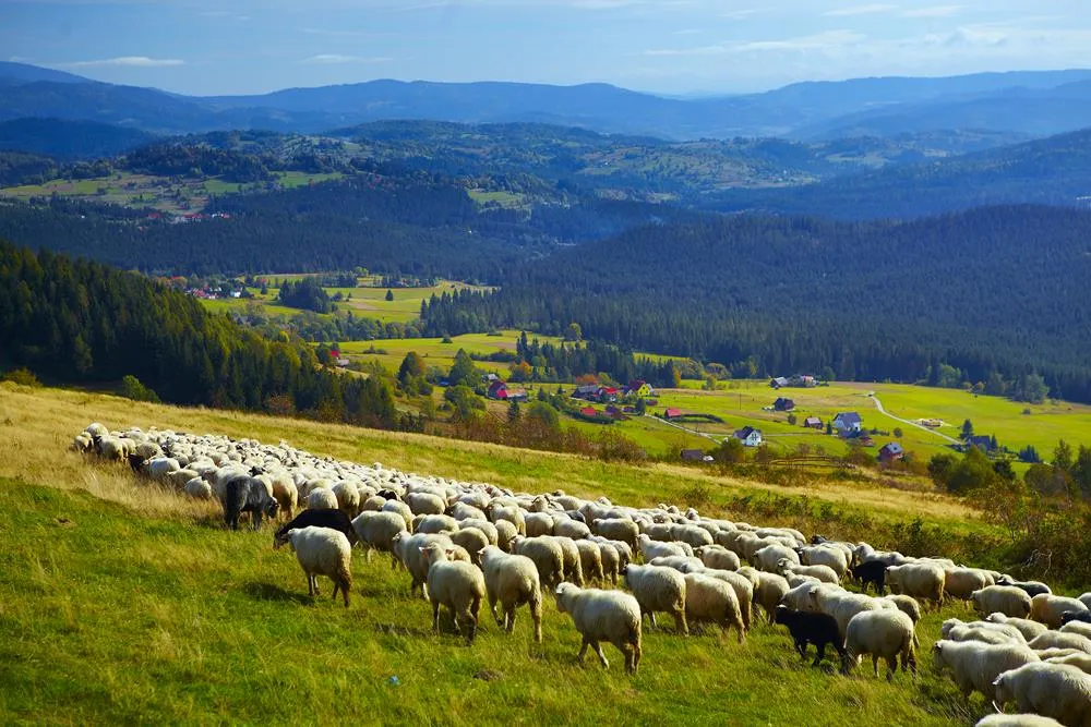 Istebna panorama g&oacute;r Beskid Śląski