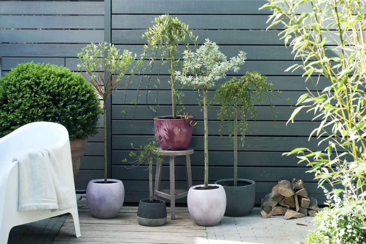różne drzewa w donicach na tarasie
