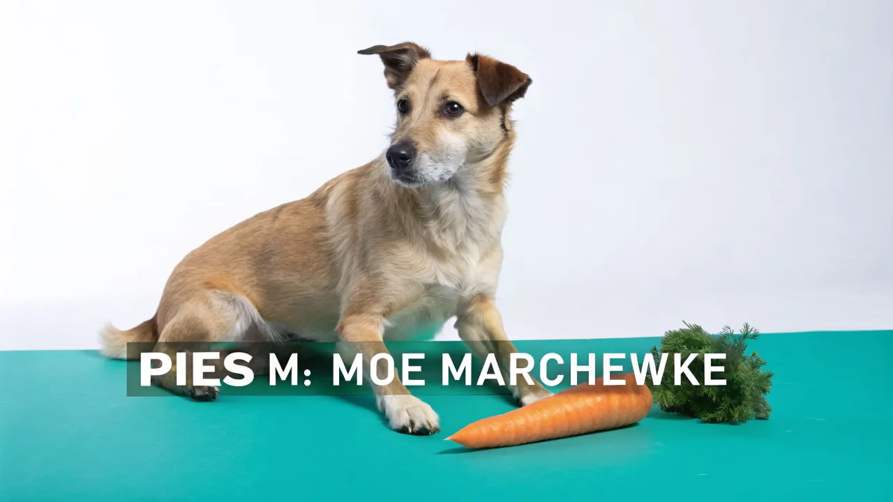 Czy pies może jeść gotowaną marchewkę? Ten piesek zastanawia się nad tym, patrząc na pomarańczowy korzeń.