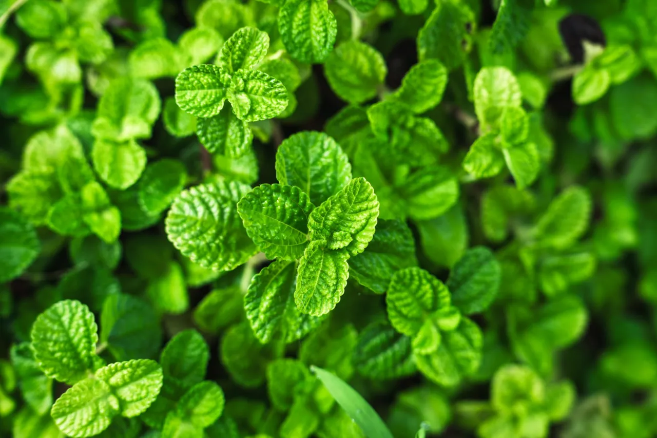 Zdjęcie Jak mrozić miętę, aby zachować jej świeżość i aromat na długo