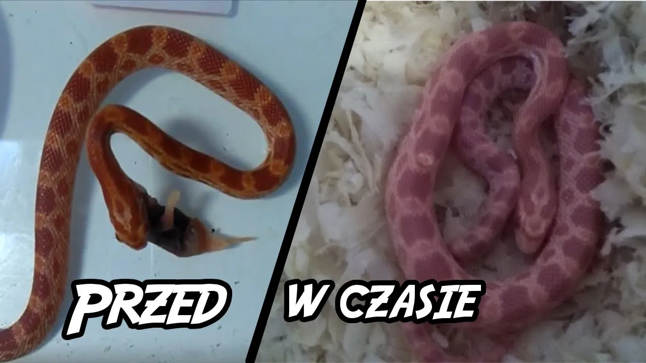 wąż z mlecznymi oczami przed wylinką