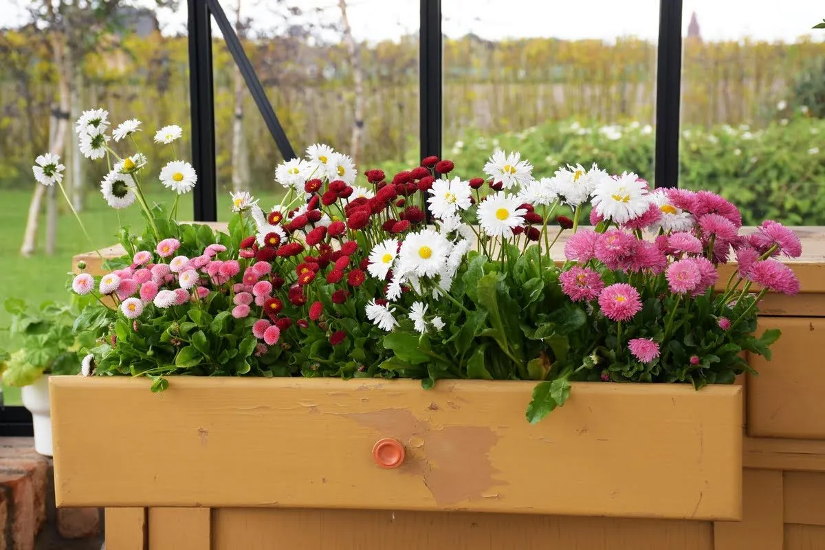 Kolorowa skrzynka pełna stokrotek, idealne miejsce, gdzie sadzić stokrotki, by cieszyć się ich urokiem.