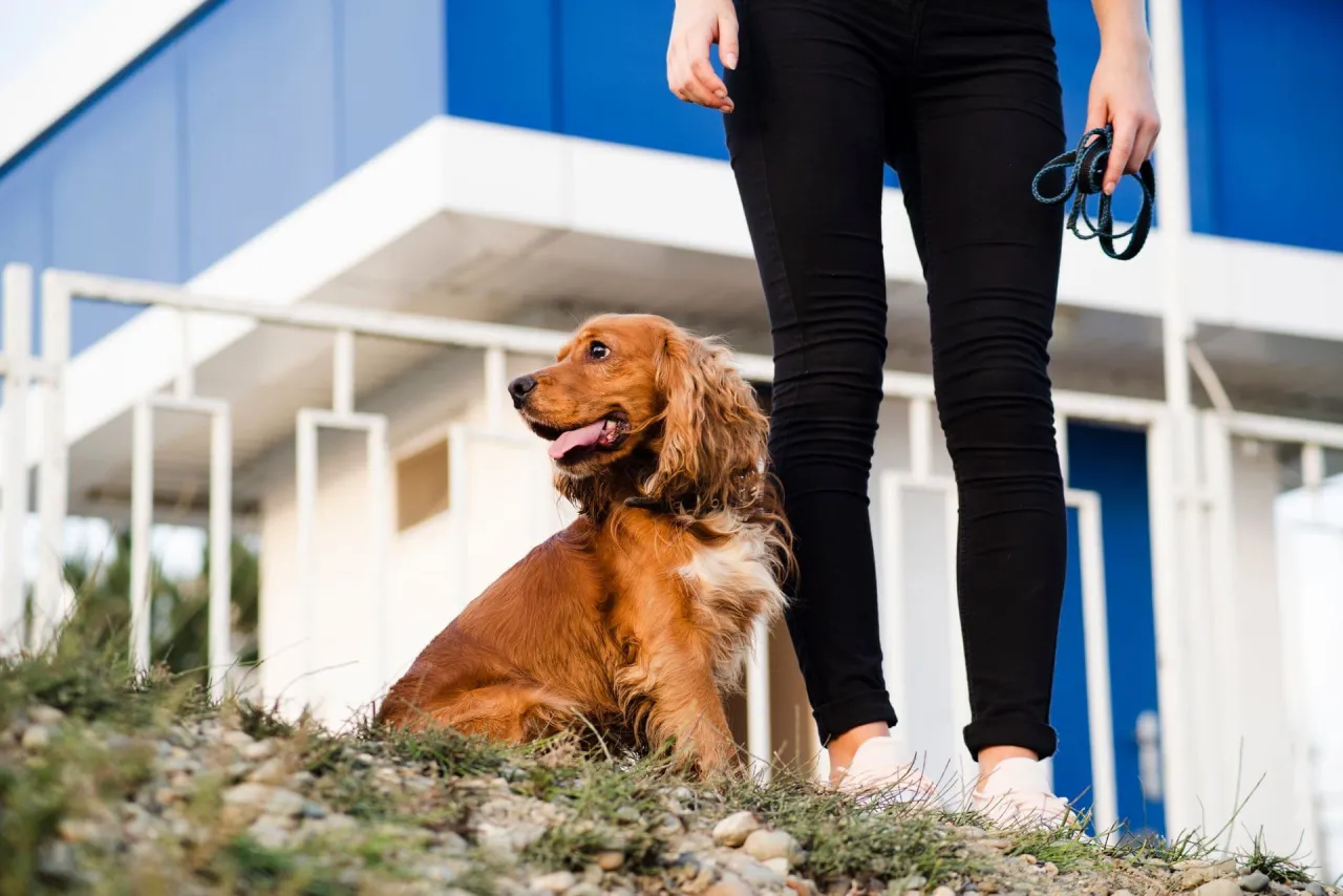 pies w kolczatce na szyi anatomia