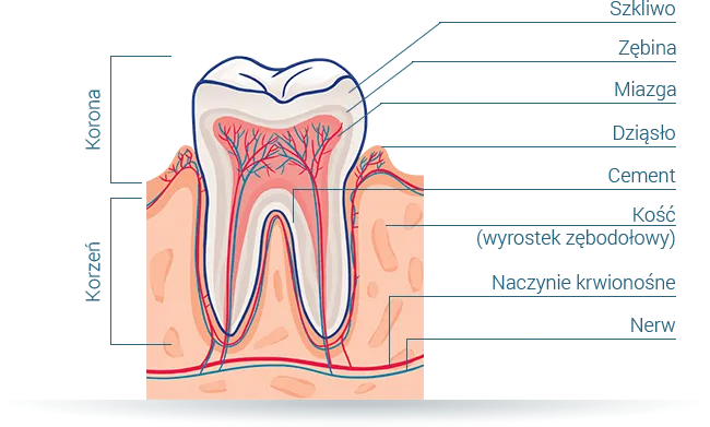 ból rzutowany zęba schemat