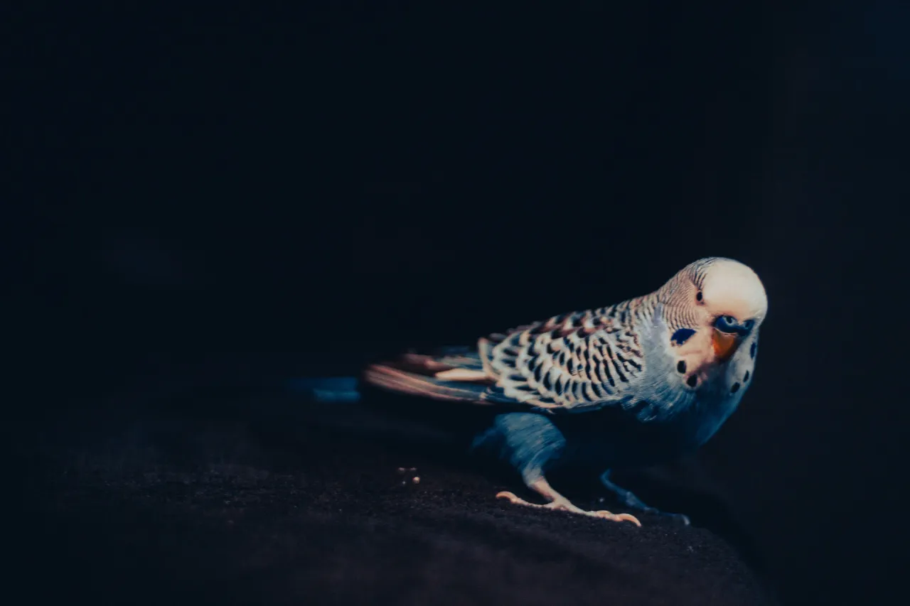 smutna papużka falista objawy stresu