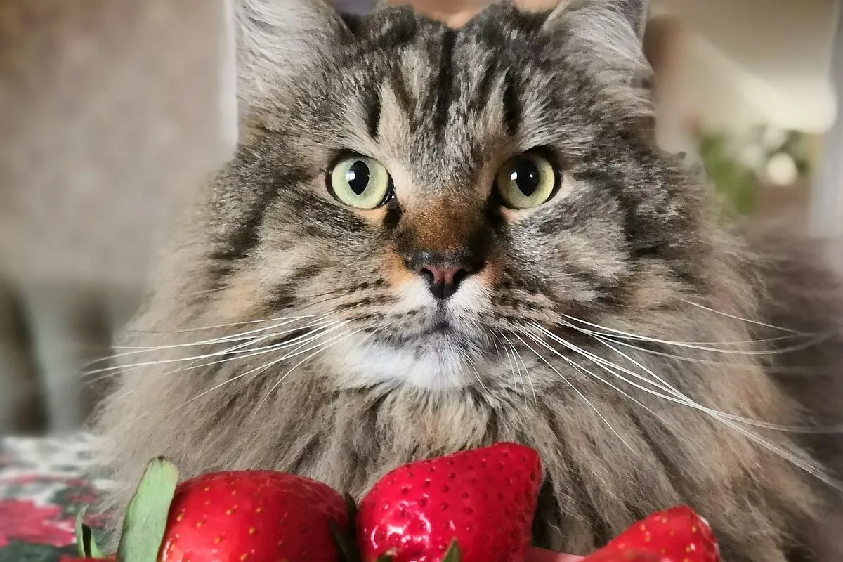 Puszysty kot z zielonymi oczami patrzy na truskawki. Czy koty mogą jeść truskawki? To pytanie nurtuje wielu właścicieli.