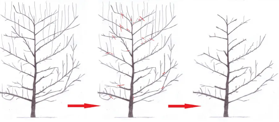 śliwa węgierka cięcie prześwietlające