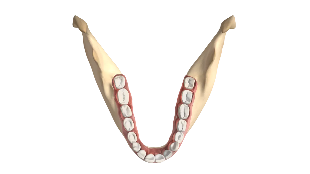 schemat uzębienia dorosłego człowieka z zaznaczonymi &oacute;semkami