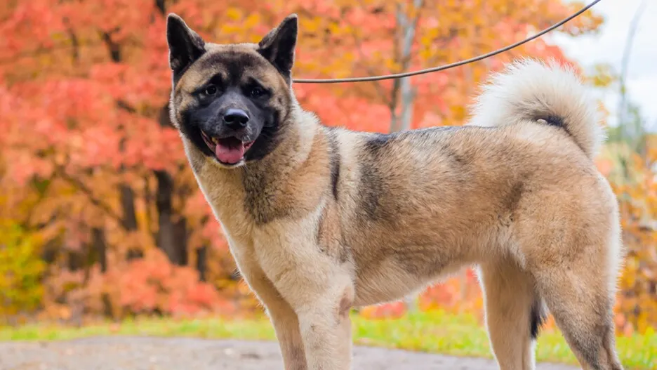 koszty utrzymania psa Akita Inu