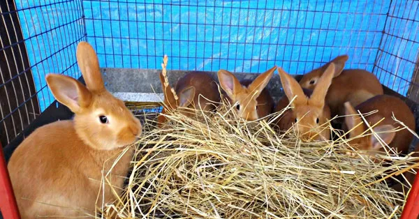 królik belgijski olbrzym jedzący siano