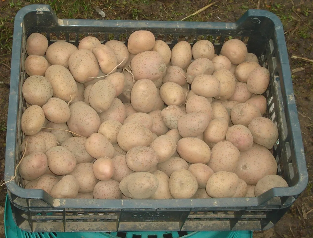 Skrzynka pełna świeżo wykopanych ziemniak&oacute;w wczesnych. Idealny czas na zbi&oacute;r, gdy są młode i delikatne.