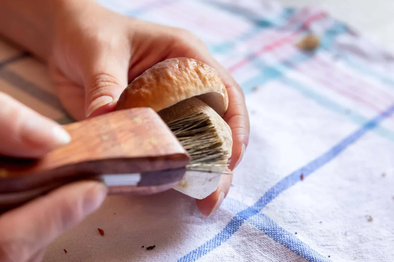 Ręce czyszczą borowika pędzelkiem. Czy grzyby można mrozić surowe? Tak, po oczyszczeniu i pokrojeniu.