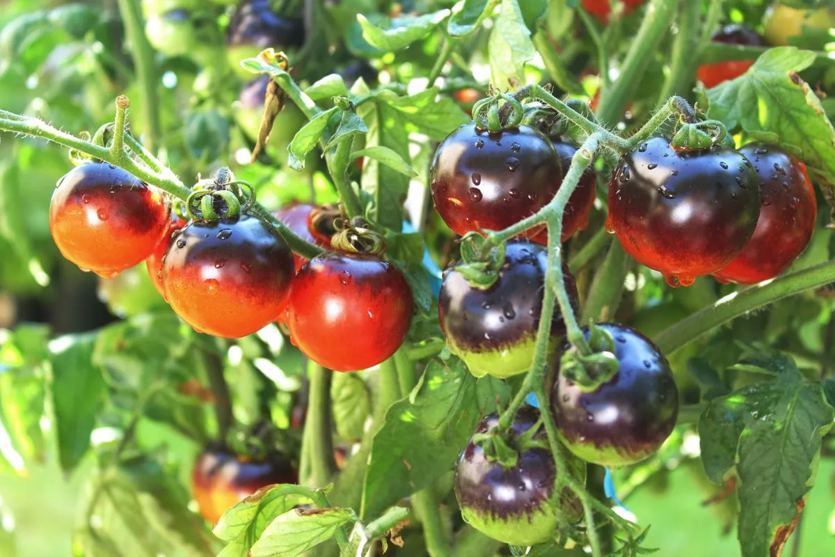 R&oacute;żne odmiany pomidor&oacute;w do uprawy w tunelu