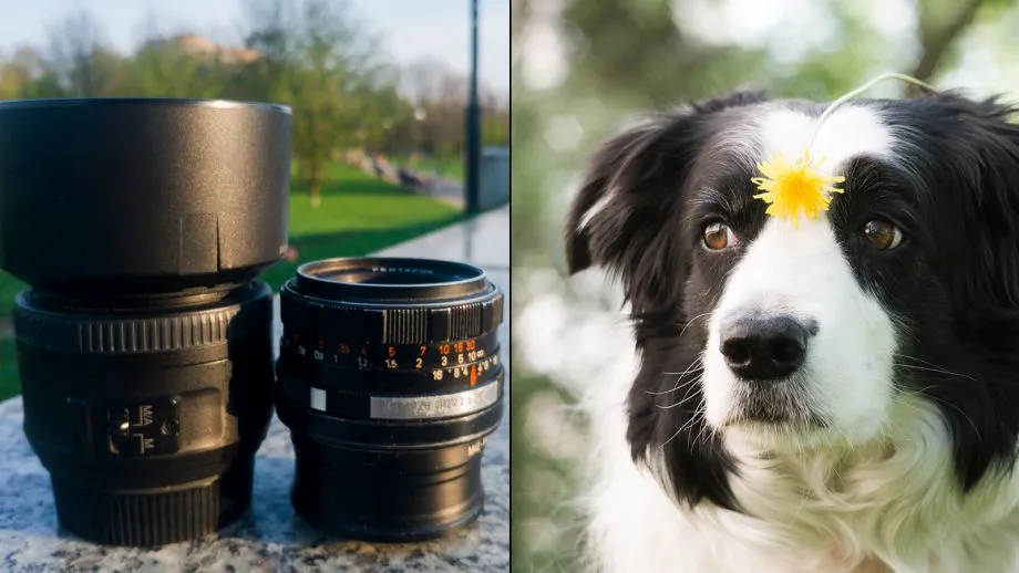 efekt bokeh obiektyw stałoogniskowy