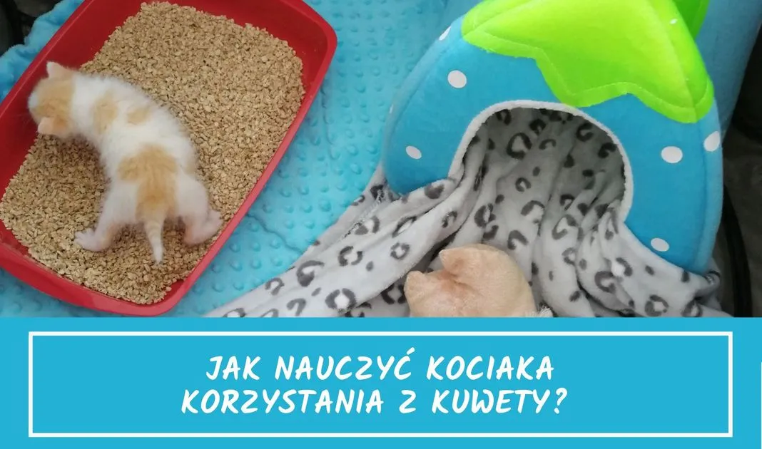 kocia mama uczy kocięta korzystania z kuwety