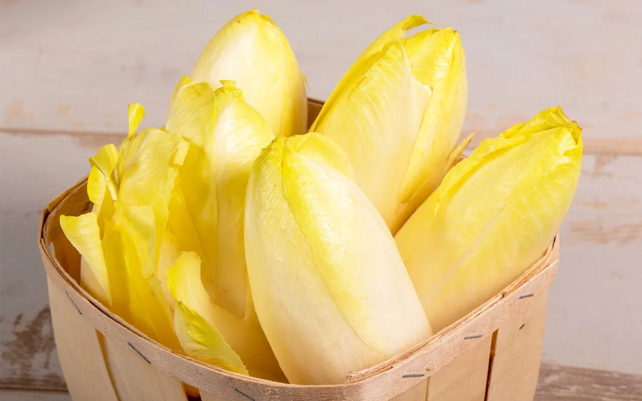 come pulire indivia belga