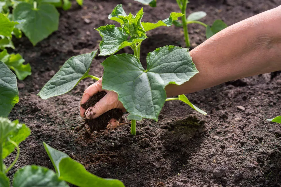 Zdjęcie Jaki naturalny nawóz do ogórków? Sprawdzone metody na zdrowe plony