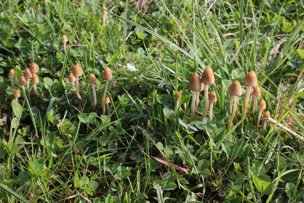 Łąka pastwisko siedlisko łysiczki lancetowatej