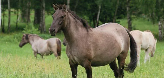 r&oacute;żne rasy koni quiz osobowości