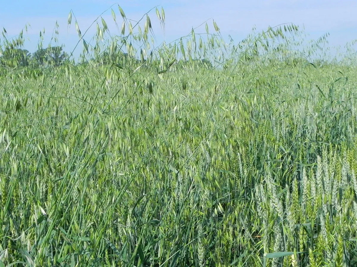 Oprysk herbicydem na owies głuchy