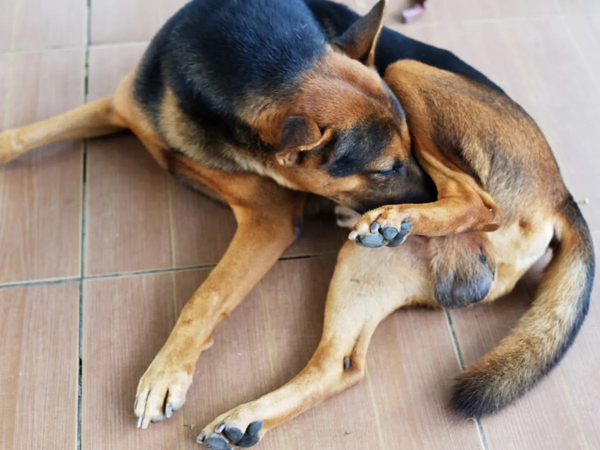 Pies drapie się po pupie