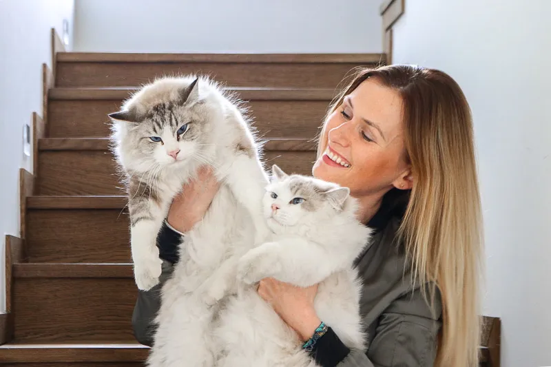 Ragdoll kocur vs kotka rozmiar