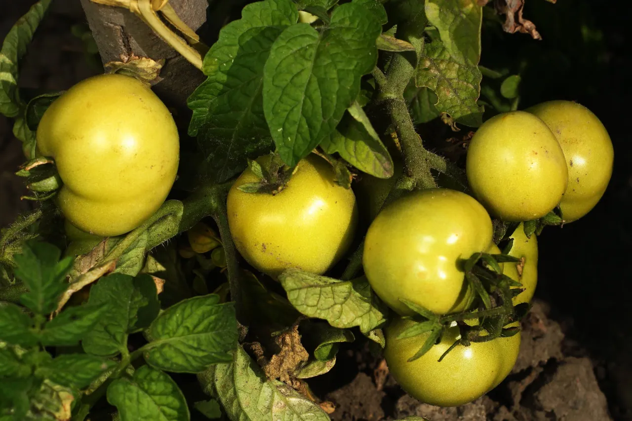 zielone niedojrzałe pomidory