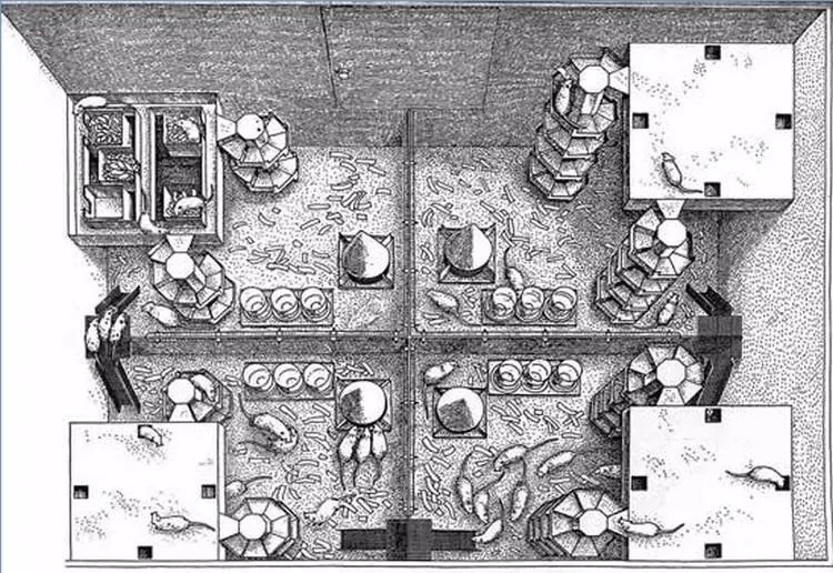 schemat eksperymentu Calhouna Wszechświat 25