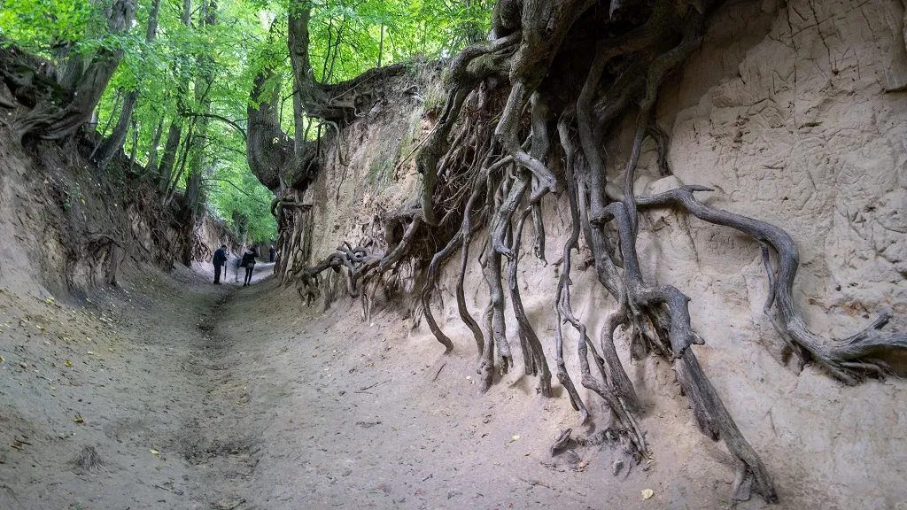 Wąwóz Korzeniowy Dół Kazimierz Dolny