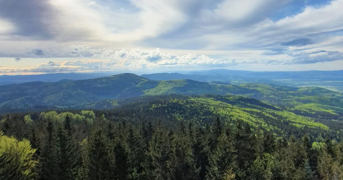 Widok z wieży Borówkowa Góra panorama