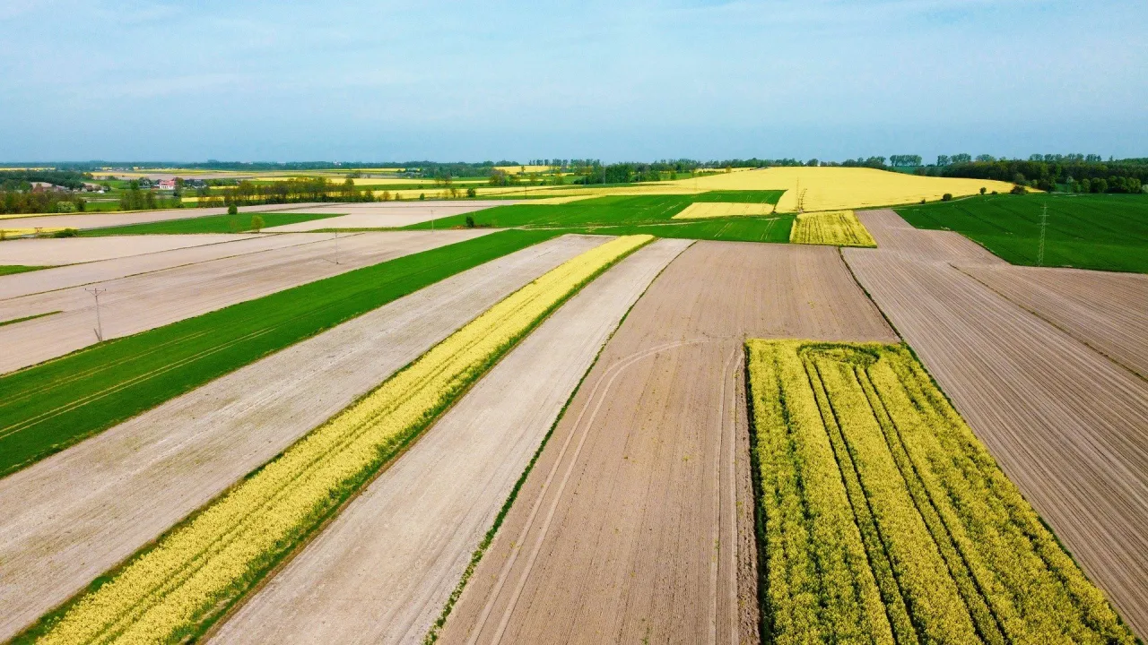 Pola rzepaku w Polsce kwitnące wiosną