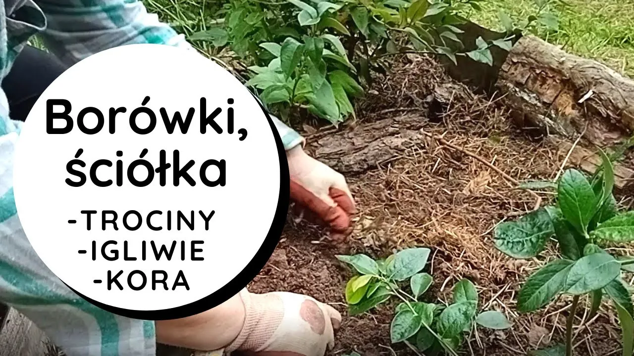 trociny jako ściółka pod krzewami borówki amerykańskiej w ogrodzie