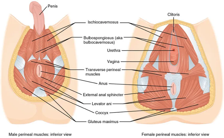 anatomia dna miednicy
