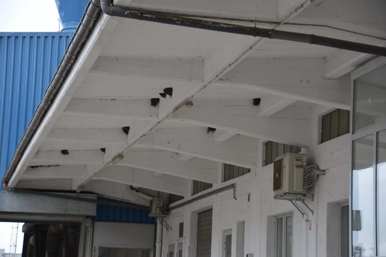 Nowoczesne budynki a brak miejsc lęgowych dla ptaków