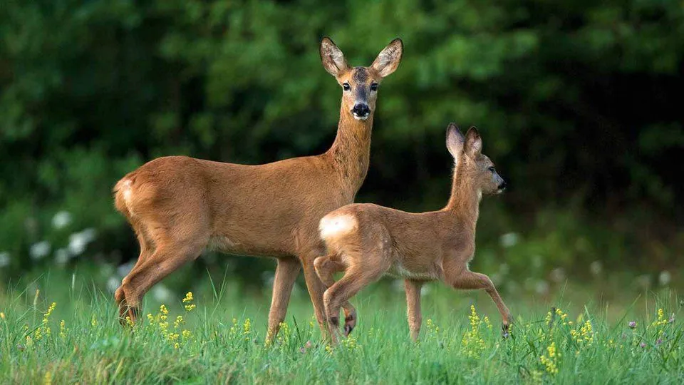 Animali delle montagne italiane