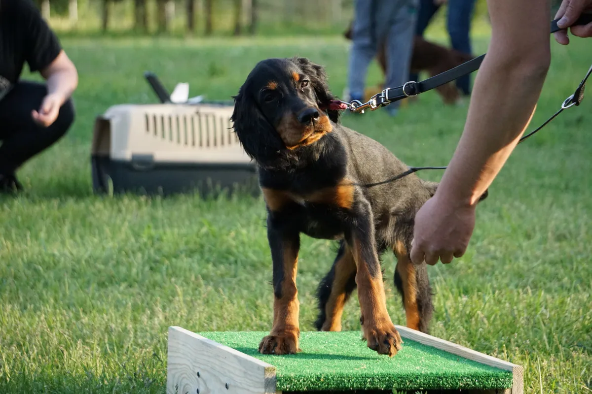 socjalizacja szczeniaka z psem