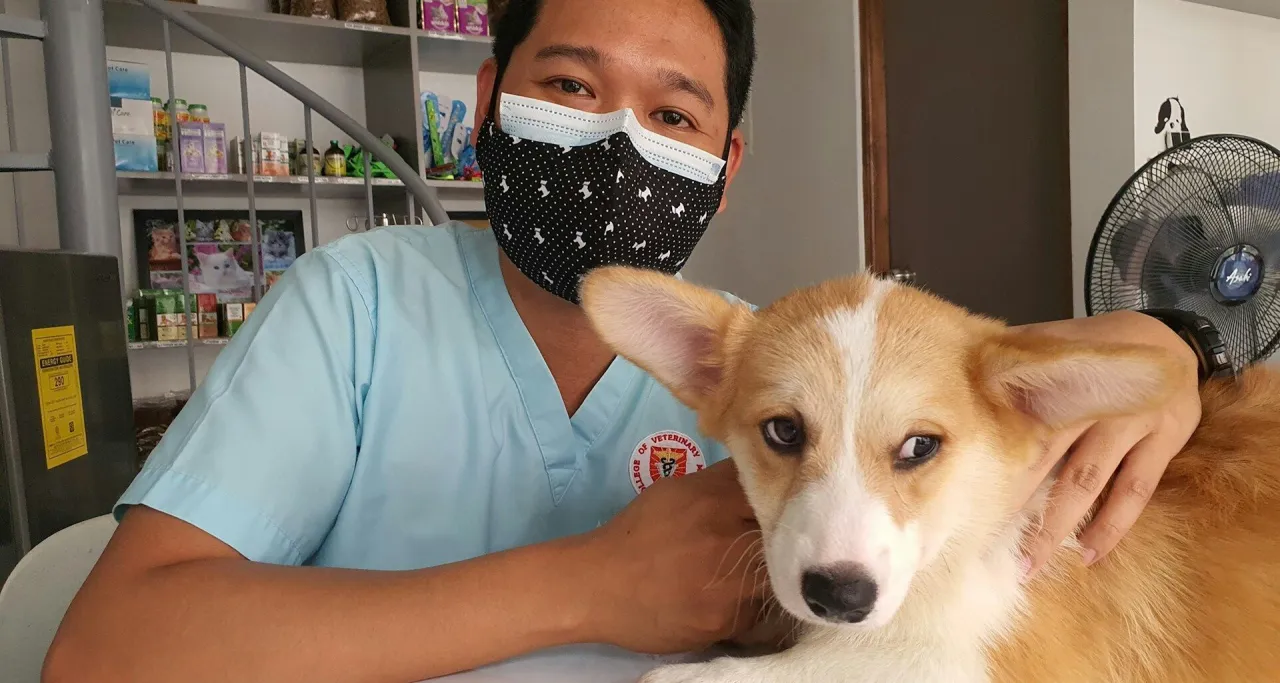 pies u weterynarza badanie krwi