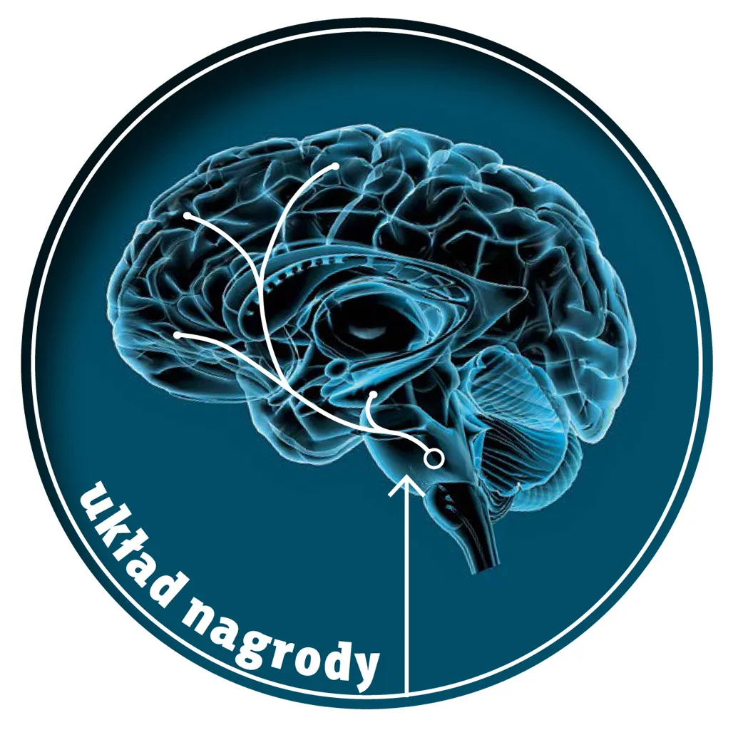 Uzależnienie od stymulant&oacute;w m&oacute;zg