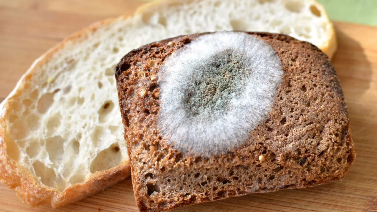 zepsuty grzaniec oznaki pleśń