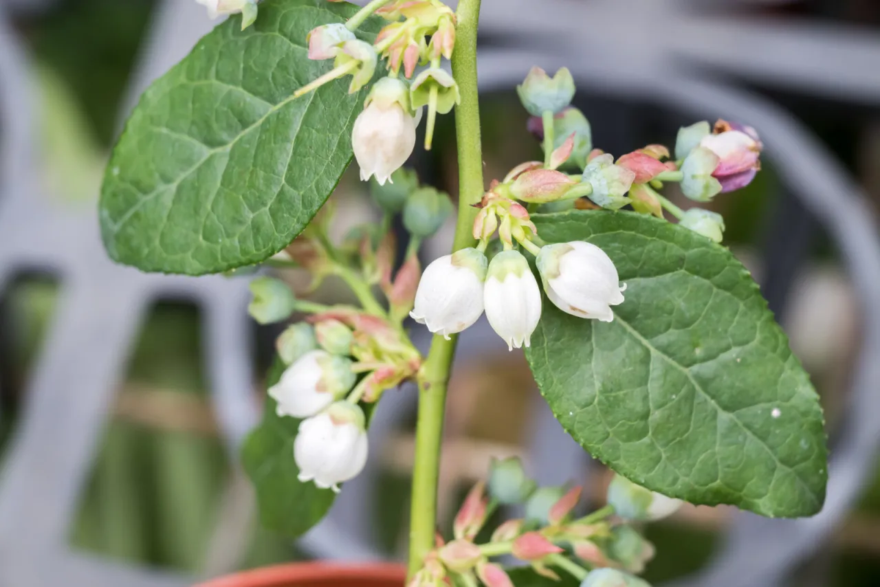 Delikatne, białe kwiaty borówki amerykańskiej zapowiadają nadchodzące lato. Kiedy kwitnie borówka amerykańska, jej pędy pokrywają się uroczymi dzwoneczkami.
