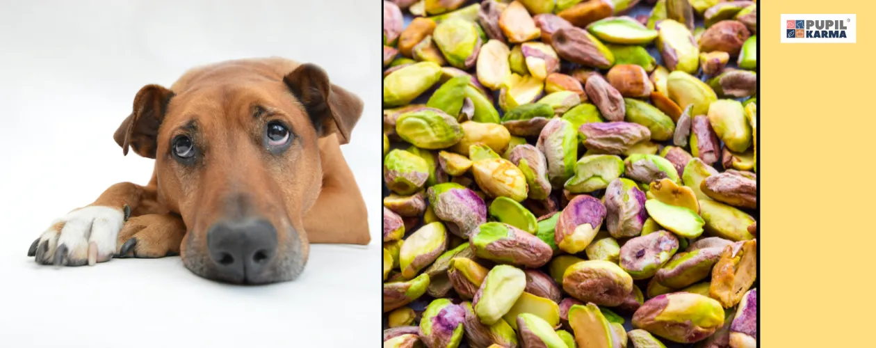 pies jedzący orzechy pistacjowe