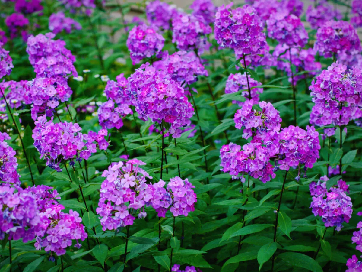 sadzenie floksów wiosną